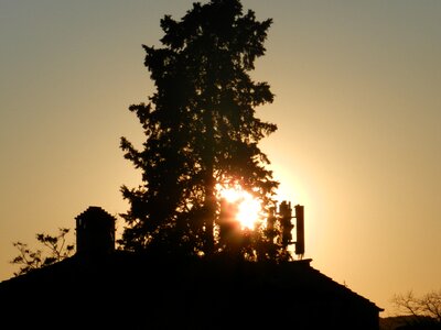 Against the light sunset tree