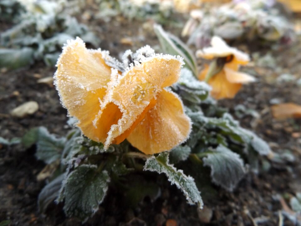 Gel frost nature