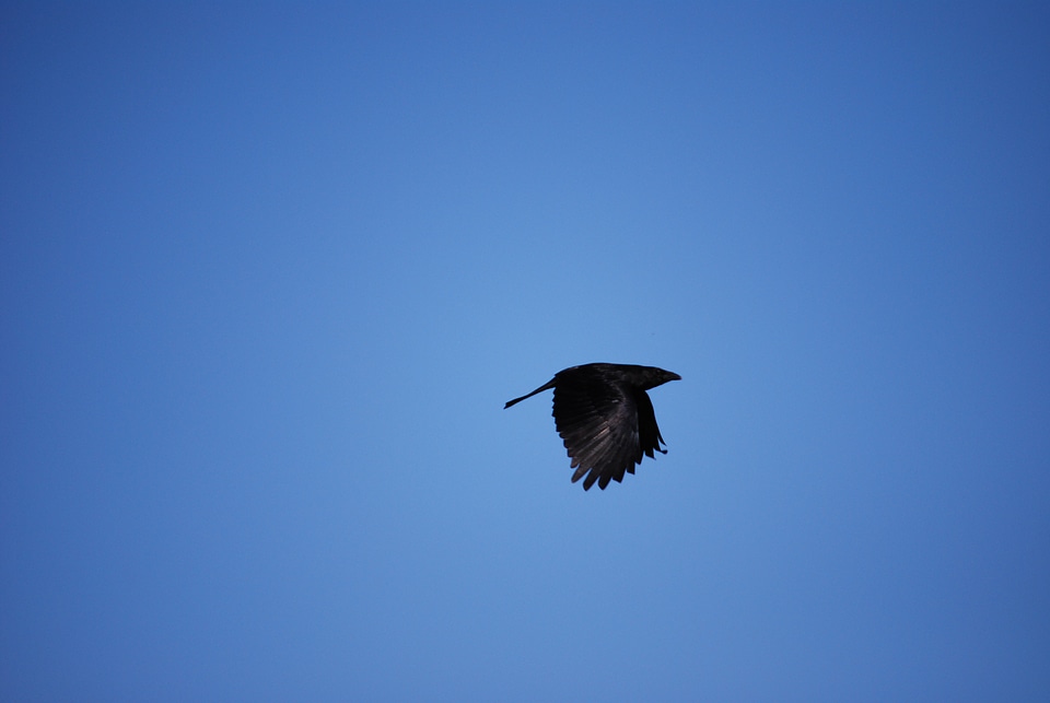 Black crow carrion crow