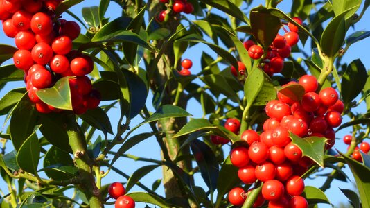 Shrubs berries green