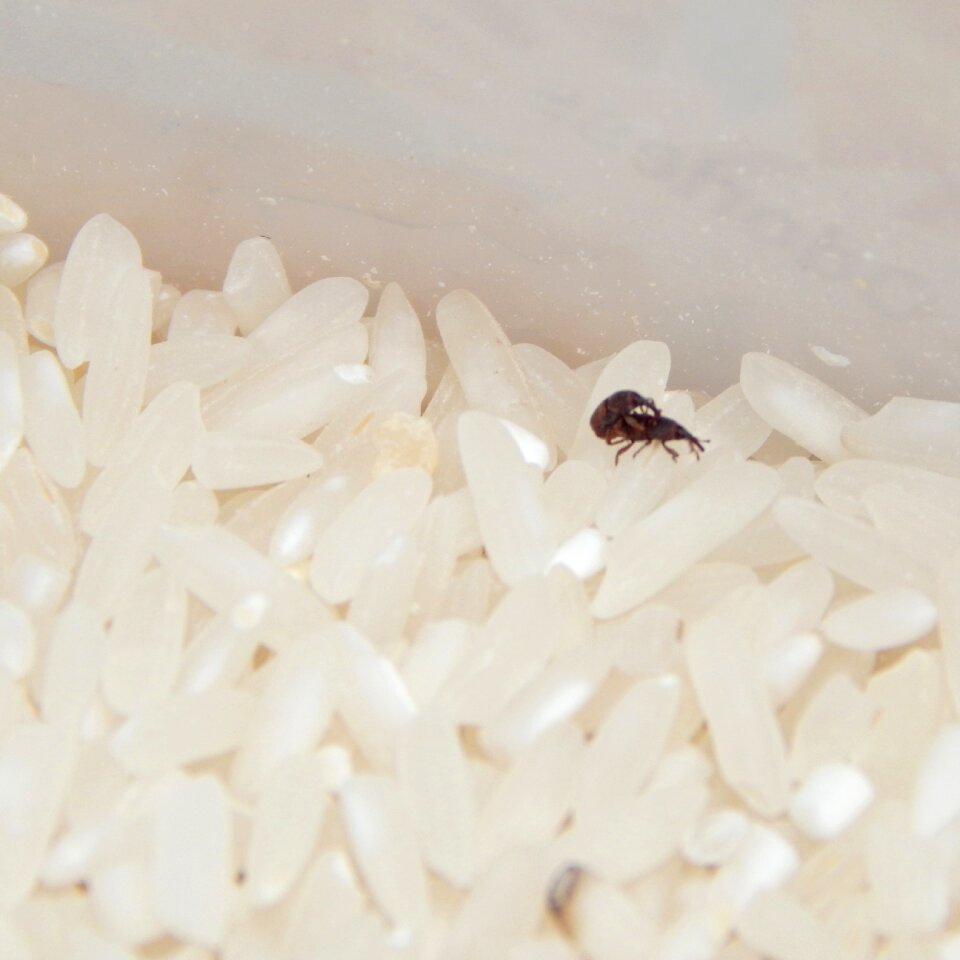 Rice macro brown rice
