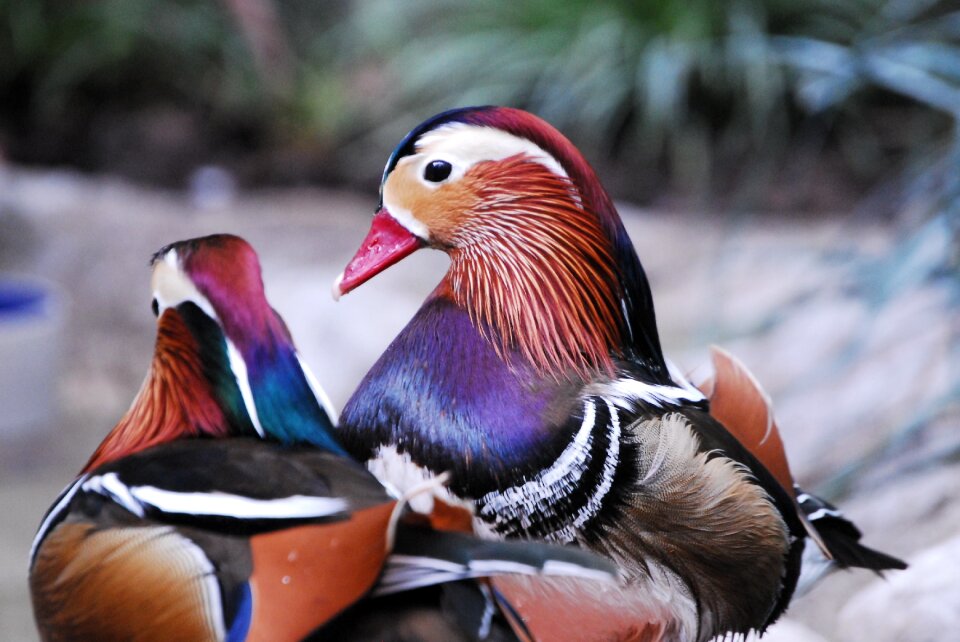 Wildlife waterfowl colorful