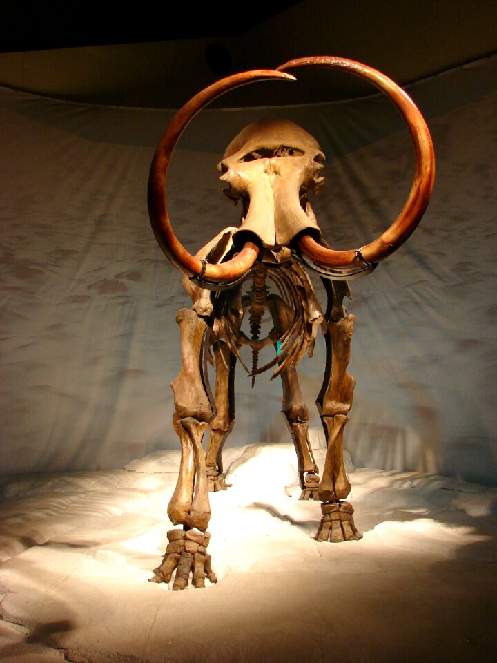 Museum fossil prehistoric times