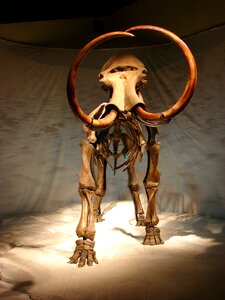 Museum fossil prehistoric times