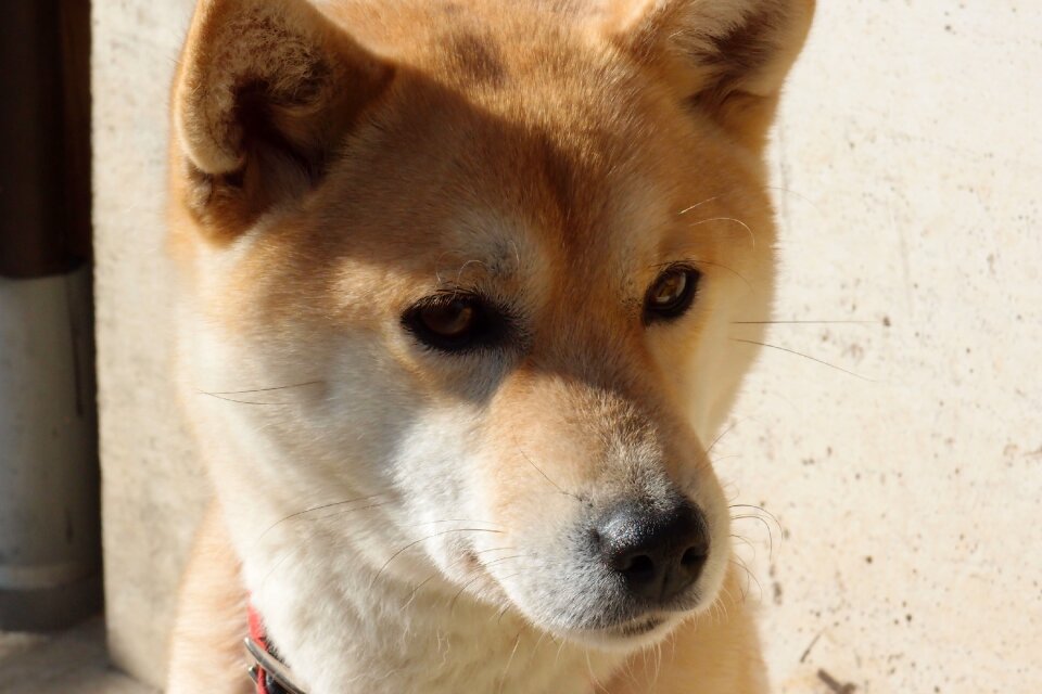 Dog shiba inu animal