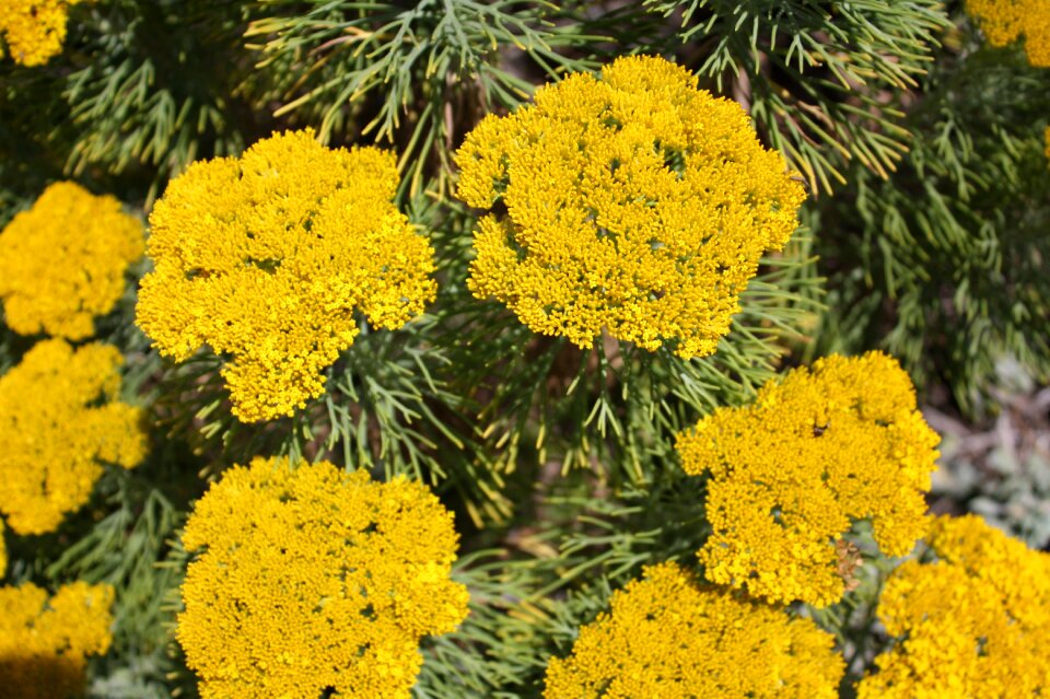 Blossom bloom nature