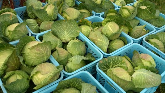 Cabbage vegetables harvest
