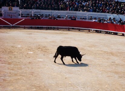 Arena cockade festival