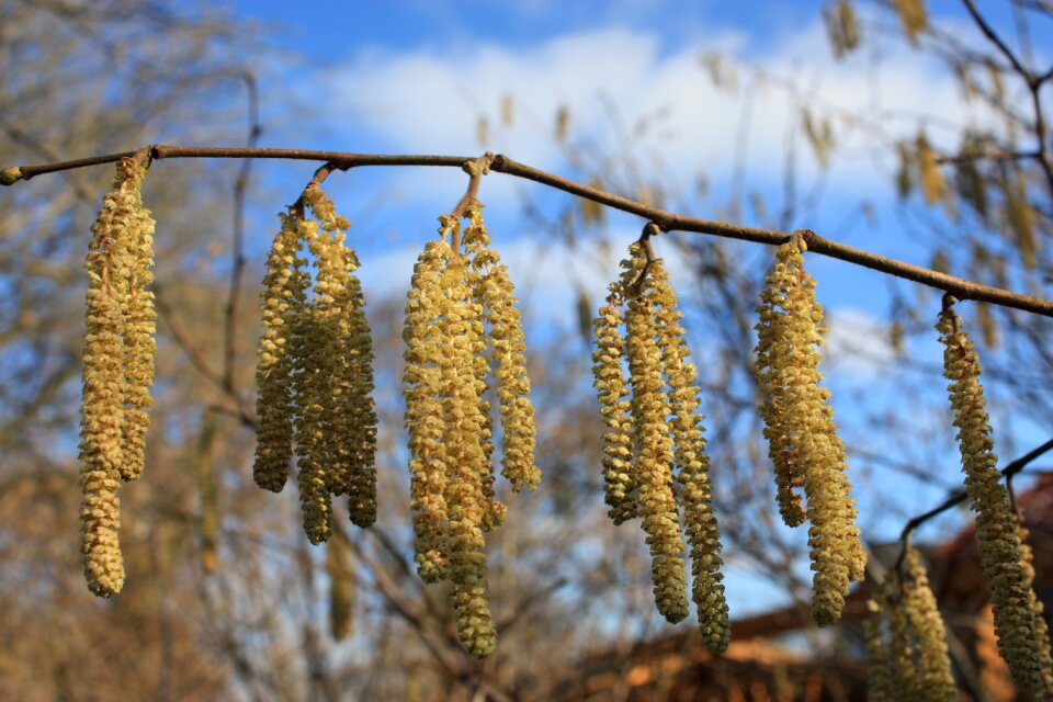 Hazel inflorescence nature