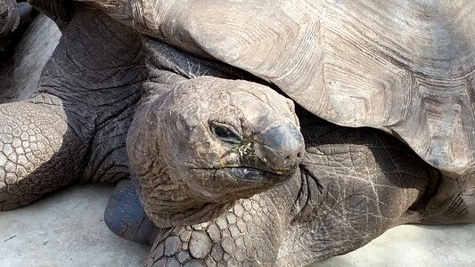 Turtle animals zoo