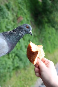 Bread shock muffin photo