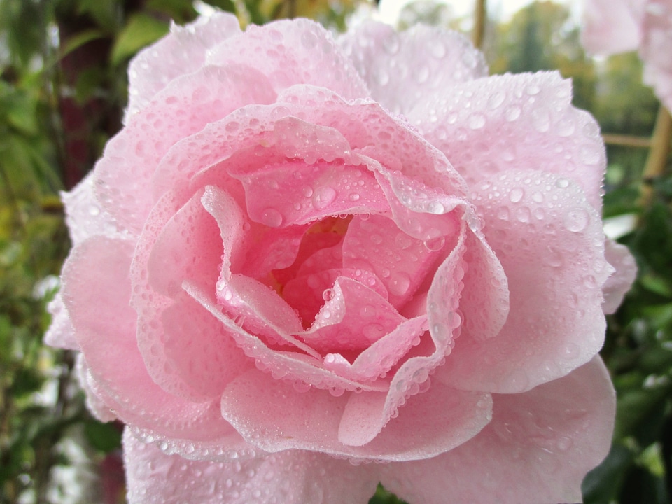 Beauty rain beads light pink