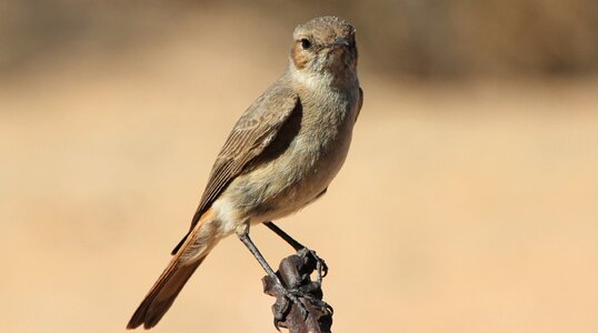 Nature ornithology birding