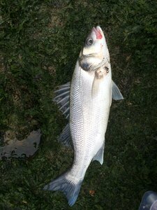 Sea ​​bass fish sea