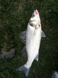 Sea ​​bass fish sea photo