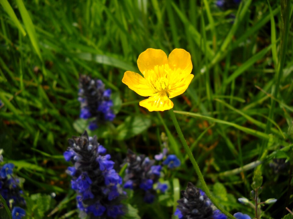 Herbal summer flora