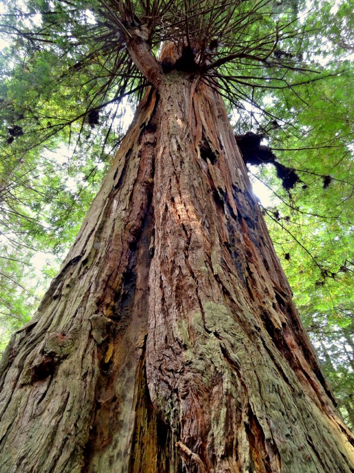Redwood national park tree nature