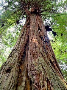 Redwood national park tree nature photo