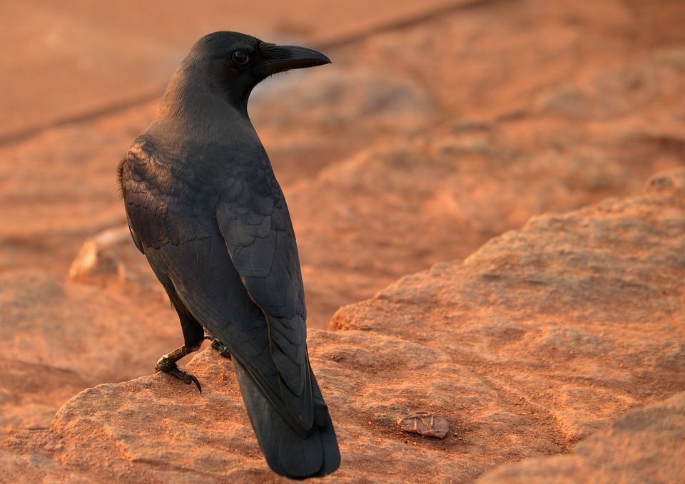 Blackbird animal bird photo