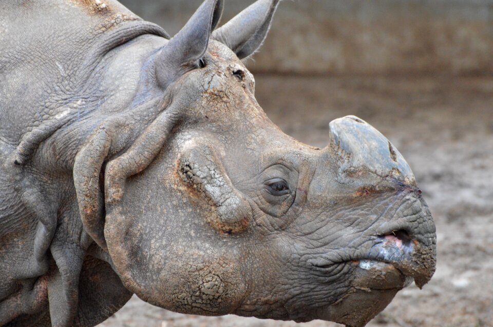 Rhinoceros animals zoo