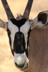 Africa antelope nature
