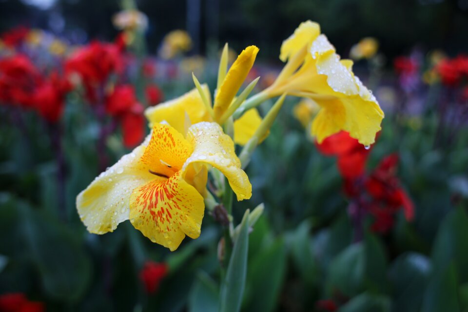 Natural flower garden gardening