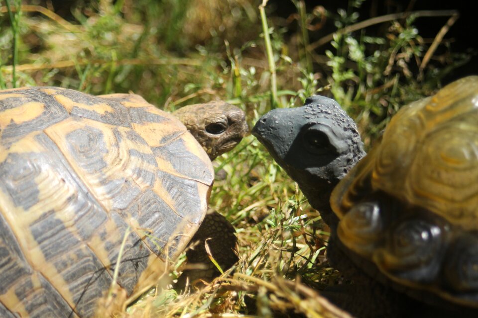 Tortoise spring cupid