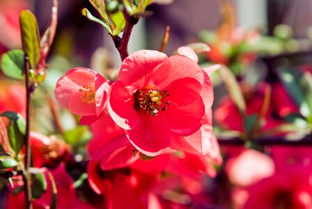 Spring nature flower garden