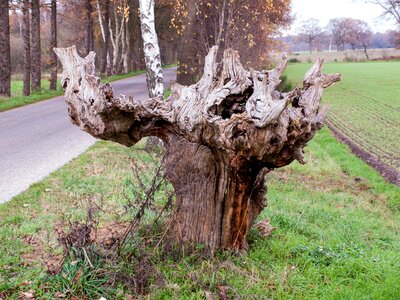 Bony gnarled bizarre photo