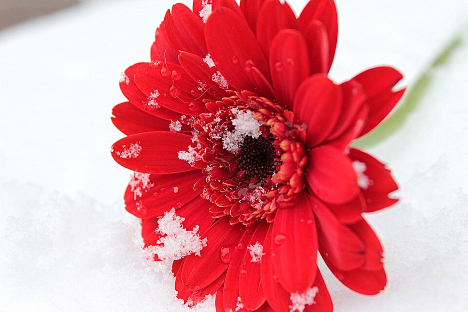Bloom flower romantic