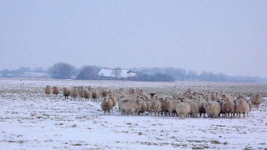 Winter landscape farm