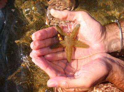 Starfish water holidays photo