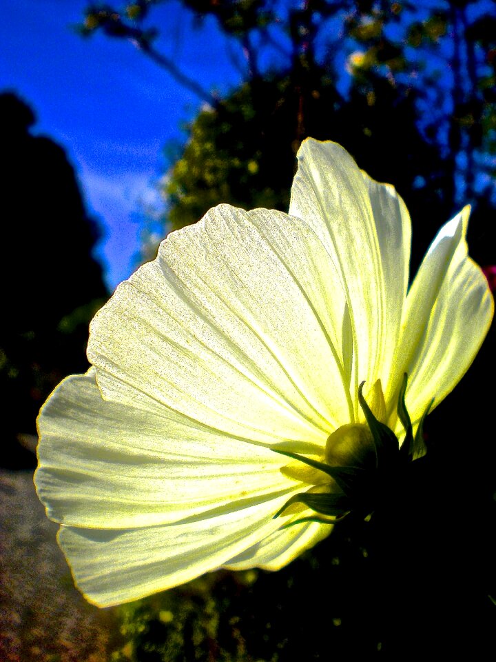 White flower night flower butterfly