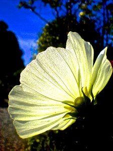 White flower night flower butterfly