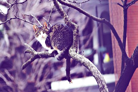 Animal domestic cat is watching