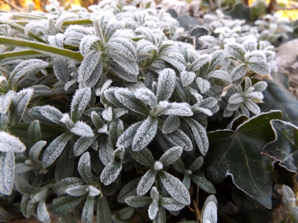 Winter gel frost photo