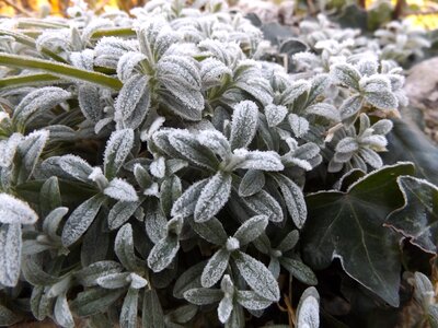 Winter gel frost