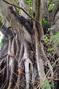 Roots tree organic photo