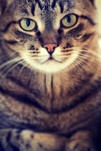 Domestic cat animal cute