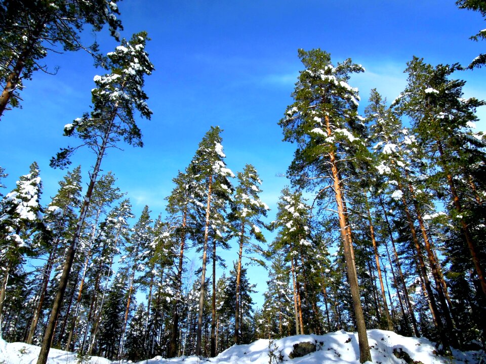Forest nature frost