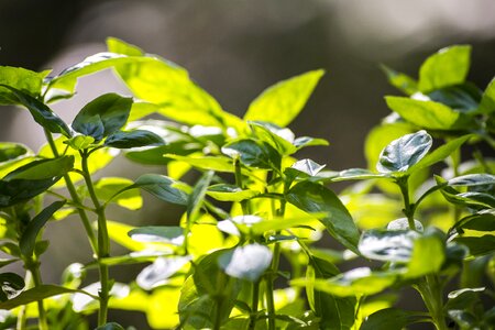 Green fresh herb photo