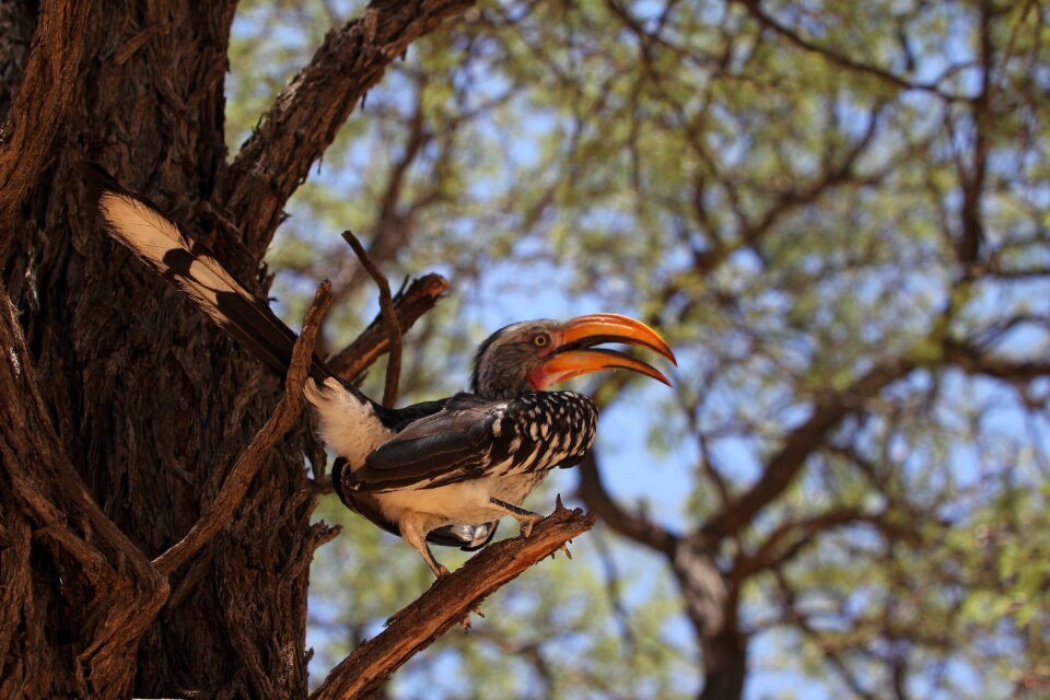 Wild wildlife nature