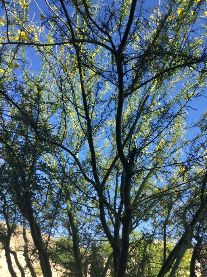 Nature xeriscaping