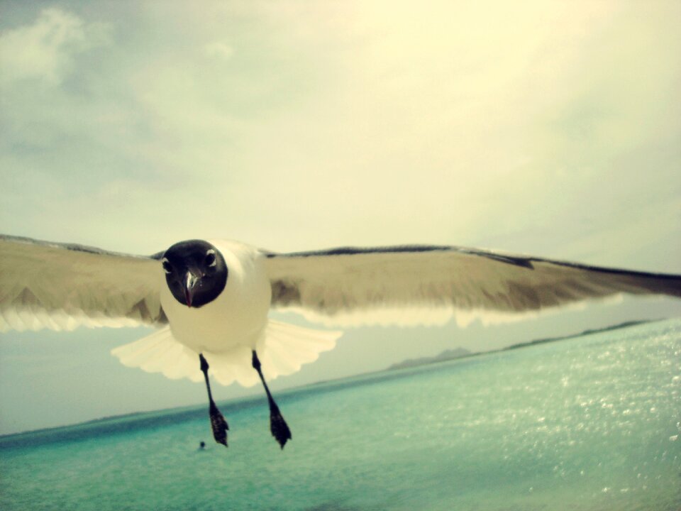 Nature bird sky