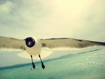 Nature bird sky photo