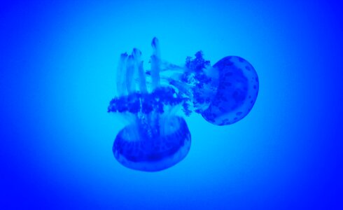Underwater blue deep photo