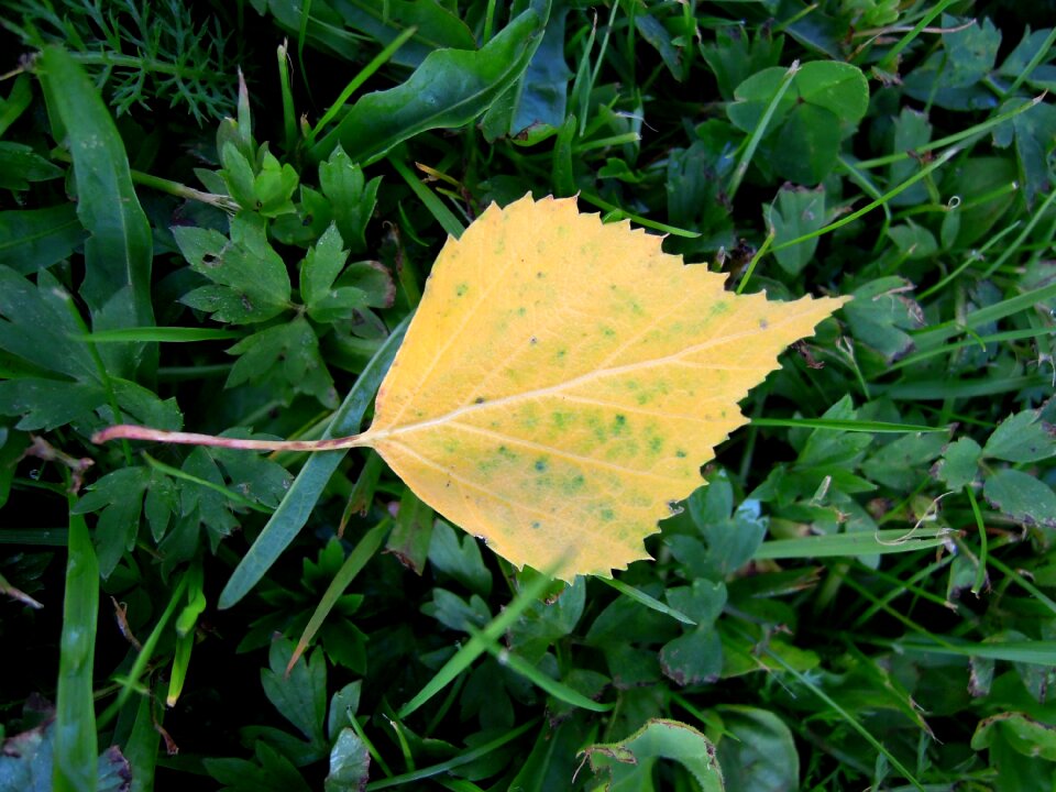 Nature autumn green