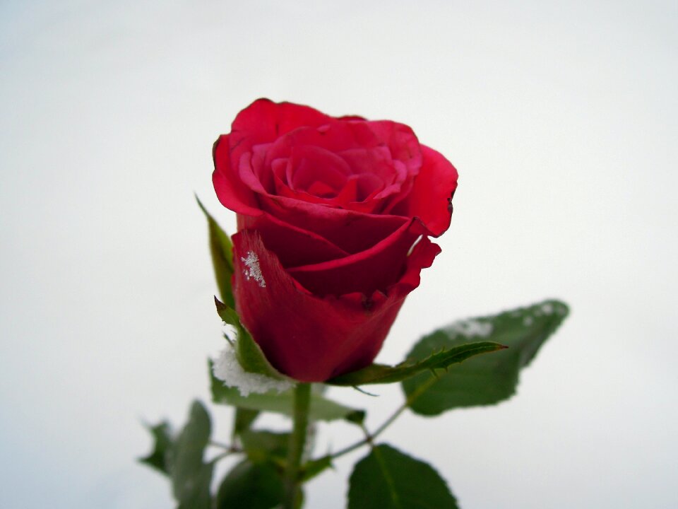 Rose red flower