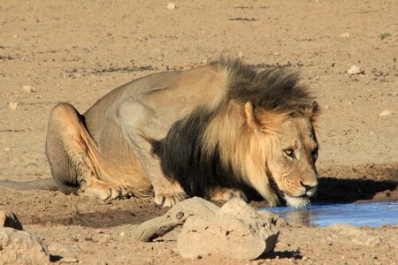 Safari water africa photo