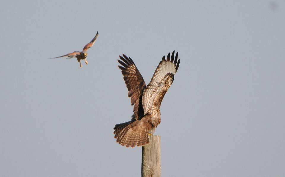 Birds of prey meeting nest